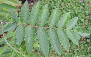 Ветка рябины своими руками. Мастер-класс с пошаговыми фото