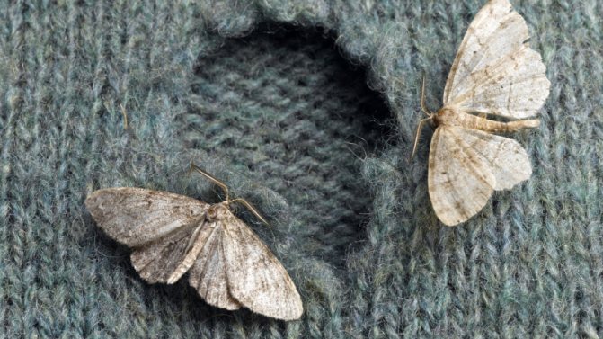 Дырки от моли