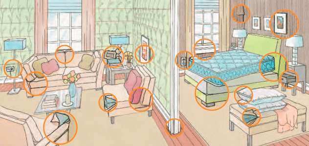 где живут клопы