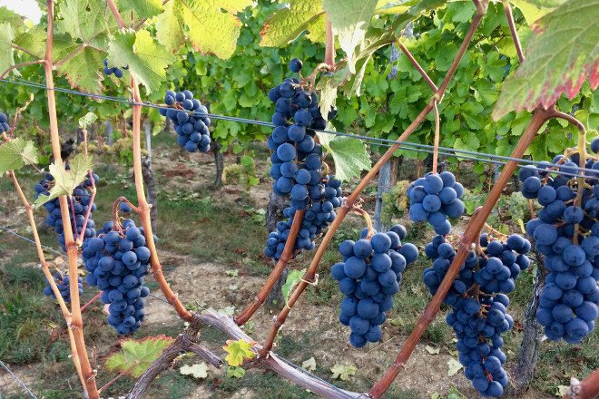 Кусты винограда