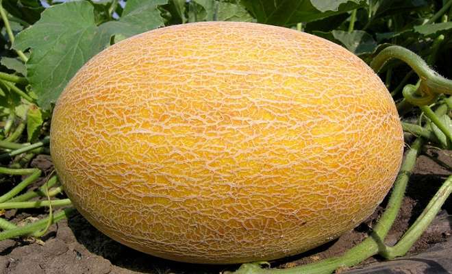 спелая дыня